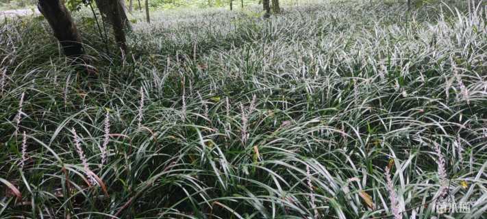 高度25厘米吉祥草