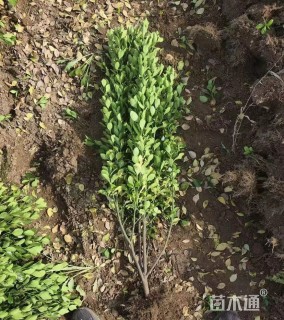 高度30厘米大叶黄杨