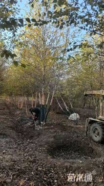 高度400厘米丛生河桦