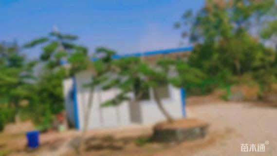 10公分造型黑松