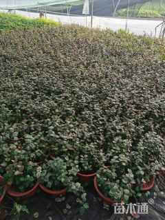 20厘米花叶络石