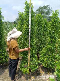 高度200厘米火山榕