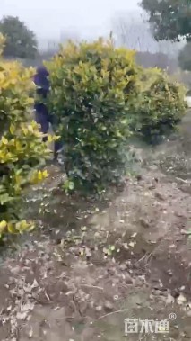 高度80厘米金森女贞