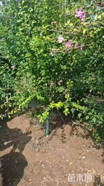 高度220厘米木槿