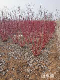 高度200厘米红瑞木