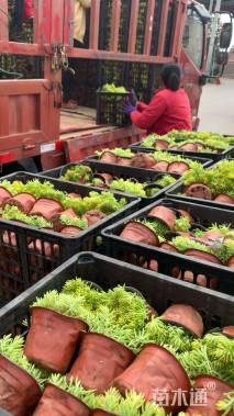 高度10厘米佛甲草