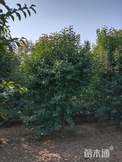 高度4000厘米丛生大叶女贞