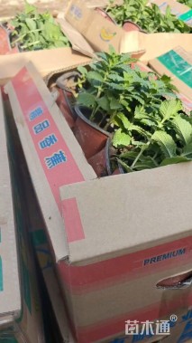 高度10厘米薄荷