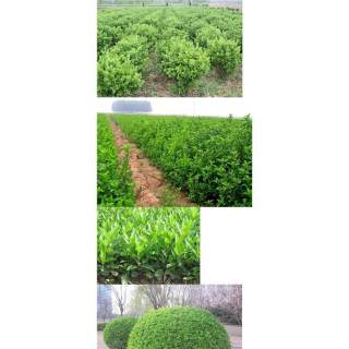 高度1500厘米冬青球