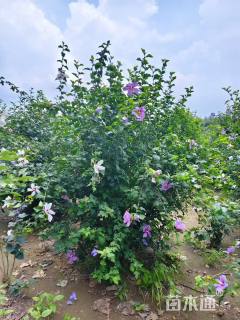 高度150厘米花叶木槿