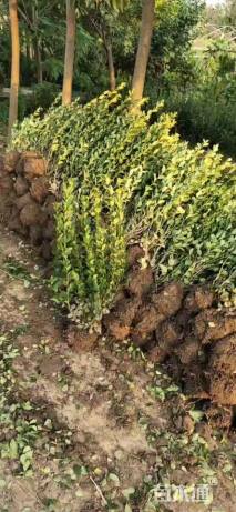 冠幅50厘米卫矛球