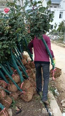 高度160厘米月季