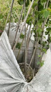 高度180厘米乌桕小苗