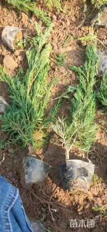 高度45厘米龙柏