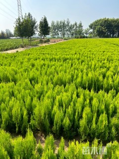 高度40厘米洒金柏