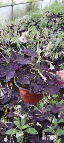 高度5厘米紫叶酢浆草