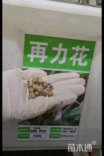 再力花种子