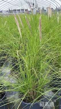 高度60厘米羽绒狼尾草