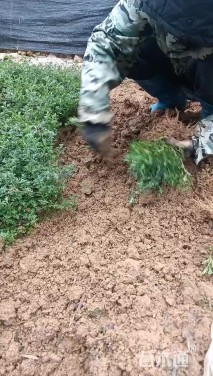 高度30厘米美女樱