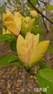 6公分黄玉兰