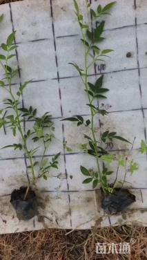 高度40厘米茉莉花