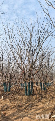 18公分(5杆)丛生朴树