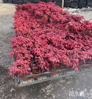 高度20厘米火焰南天竹