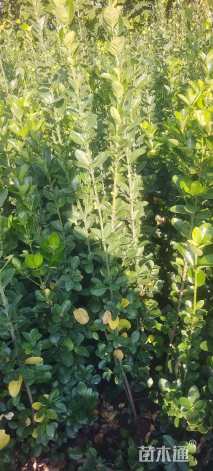 高度150厘米北海道黄杨