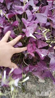 高度20厘米紫叶酢浆草