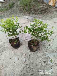 高度25厘米杜鹃