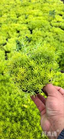 高度10厘米佛甲草