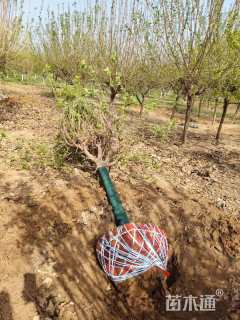 高度180厘米蜡梅