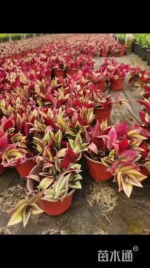 高度15厘米吊竹梅