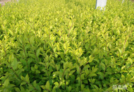 高度50厘米金叶女贞小苗