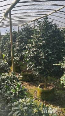 高度160厘米茶花