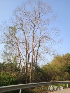 150公分(7杆)丛生乌桕