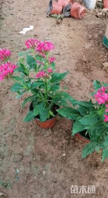 高度20厘米五星花