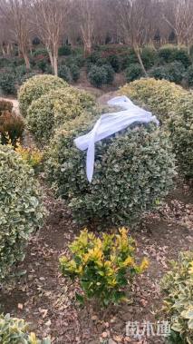 冠幅150厘米金边黄杨球