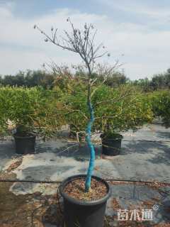 高度100厘米羽毛枫