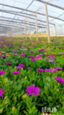 高度25厘米南非万寿菊