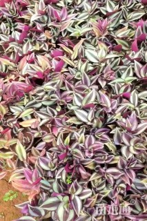 高度20厘米吊竹梅