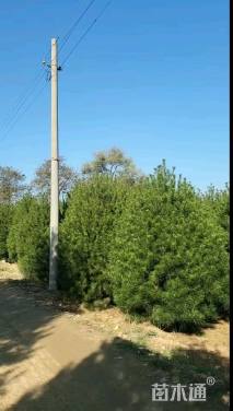 高度400厘米白皮松