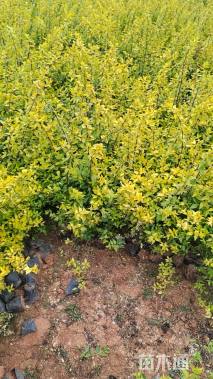 高度30厘米六道木