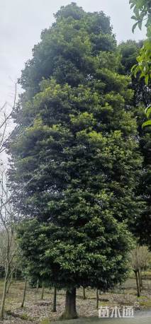 12公分金丝楠木