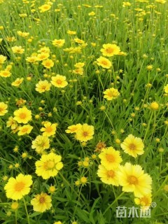 高度30厘米金鸡菊