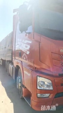 高度40厘米细叶芒