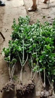 高度75厘米大叶黄杨