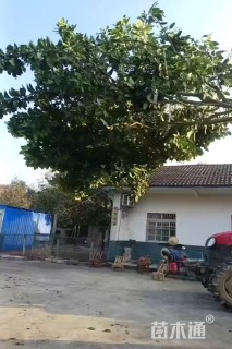 20公分(3杆)丛生香泡