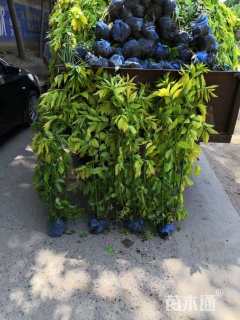 高度100厘米金叶接骨木