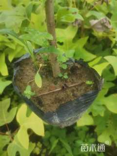 高度100厘米马褂木小苗